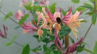 Hummel k&auml;mpft sich gegen Wind zum Gei&szlig;blatt (18.05.2022)