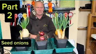 How to put onions away for seed, part two. A update. 