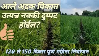 आले अद्रक 120 ते 150 दिवस पूर्ण महिनाचा ड्रीप खत नियोजन सविस्तर माहिती तर व्हिडीओ नक्की बघा Ginger