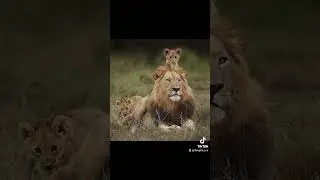 Атам #ata