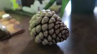 Only vid in the world of a pine cone opening instantly - no time lapse