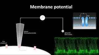 membrane potential of neurons