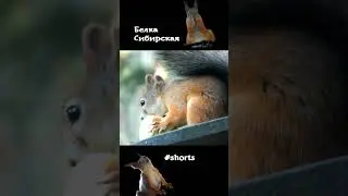 Белка ест яблочко\A squirrel eats an apple