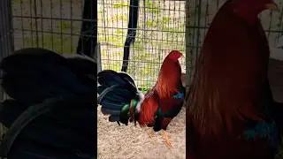 buston roundhead #music #chicken #roosters