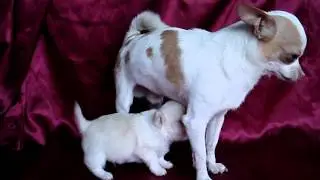 MOV00026