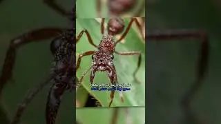 Insect venom that causes hallucinations and convulsions &mdash; how it works and the most dangerous spe...