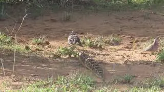 survival for the fittest, puff adder vs. birds in the wild. #shorterisbetter