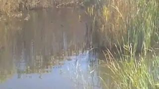 Oudtshoorn, Klein Karoo, Route 62 South Africa - Otters at the Yotclub B&B Oudtshoorn