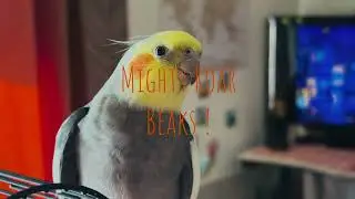 Weekend jam party 🎉 song part #2 by Cotton #cockatiel #parrot #cute 