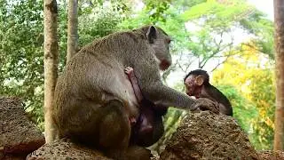 Baby Monkey happy jumping on temple,Monkey JUJU