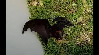 Rescuing a juvenile flying-fox on the ground:  this is Captain Outrageous