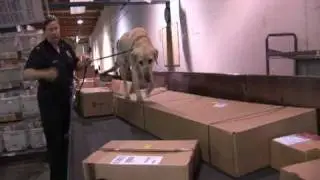 Detector Dogs Stop Plant Pests