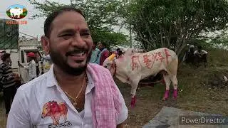 1 नंबरचा  मानकरी घोटचा  सर्जेराव  निमसोड मैदान / khillar cow
