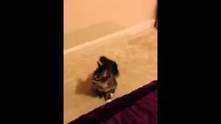 Crackhead cat