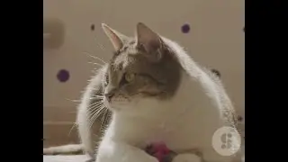 Why Cats Play: Unlocking the Secrets Behind Cat Behavior & Playtime Fun#cat #kitten #cutepet