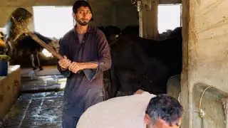 Syed farm taxila daily vlog day 4
