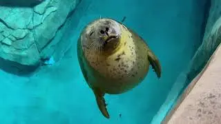 The Maritime Aquarium - Norwalk, CT, USA 🇺🇸 #aquarium #norwalk #localattraction #kidsvideos