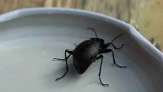 Cychrus caraboides stridulerer