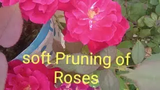 Soft Pruning of Roses/Rose k fool murjhane k bad prune kaise karen