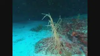 leptogorgia in buona salute