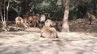 Nilgai (Boselaphus tragocamelus) - Sanjay Van