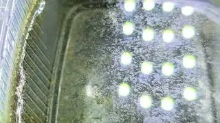 Pontomyia Paarung + eiablage