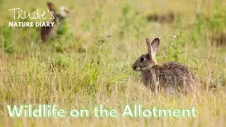 Wildlife on the Allotment | Nature Diary
