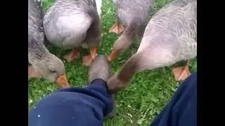 VIDEO0024