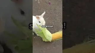 Napoleone e l'incredibile attacco dei conigli!!