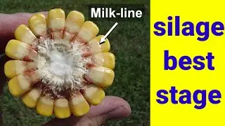Best stage of maize for making silage