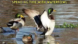 Spying on Ducks in Autumn: Waterfowl Galore!