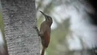 Xiphocolaptes falcirostris