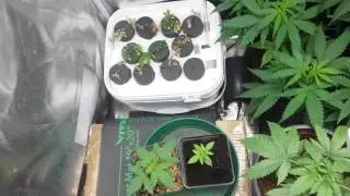 Vegamatrix with canna Coco media episode 10
