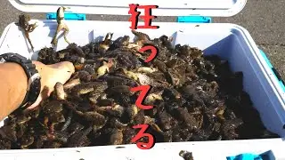 【生態系崩壊】たった４時間で3452匹のウシガエルを捕獲した衝撃映像【琵琶湖ガサガサ探検記１３】