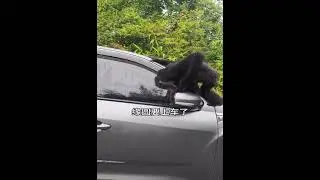 22 Little naughty Yuanyuan went to stop the car again😅😅😅 20230806