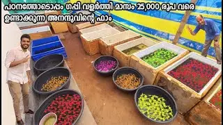 ഗപ്പികളെ വിറ്റ് മാസം 25 K ഉണ്ടാക്കുന്ന Guppy Hugz ഫാം | Guppy Hugz, Ernakulam