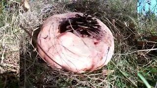 Рыжики это не просто грибы.Lactarius deliciosus, млечник деликатесный.