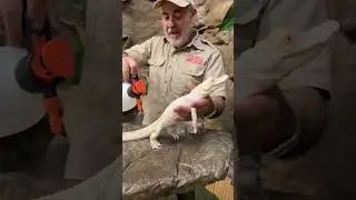 ANIMAL dangerous transformation ⚡ cute 🥰 to dangerous ⚡#animals #dangerous #transformation #shorts