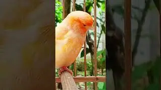 Nature Therapy Birdsong Calms the Mind #nature #birdsong #canary  #birds #canarysinging #birdsounds