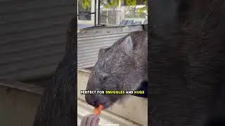 Wombat &ndash; A Playful Fluffball #shorts