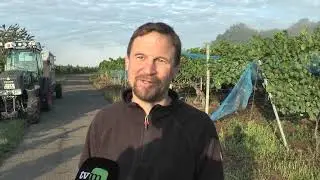 Beginn der Weinlese 2020