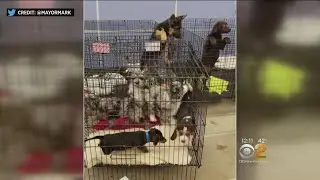 Almost 90 Puppies Rescued From Fire In Connecticut