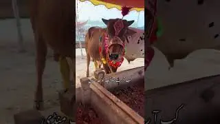 Qurbani 2025 🔥❤️ #mandi2025 #cow #cowmandi
