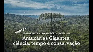Araucárias gigantes: ciência, tempo e memória ecológica | Marcelo Scipioni - parte 1