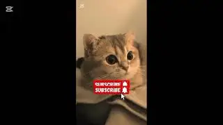 Cute Cat 🐱&hearts;️ @Divyanjalee_Tharushika #cat #cute #love #magicalcats