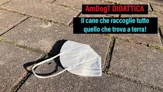 Il cane che raccoglie tutto quello che trova a terra! AmDogT DIDATTICA