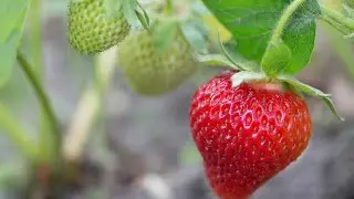 Come seminare Fragole metodo efficace