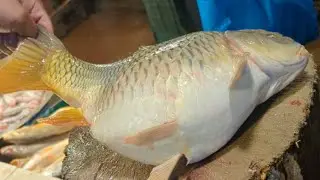 Amazing Cutting Skills | Big Carp Fish Cutting By Expert Fish Cutter#reels