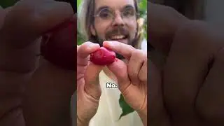 Эти плоды нигде больше не растут.