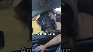 Animal Core.